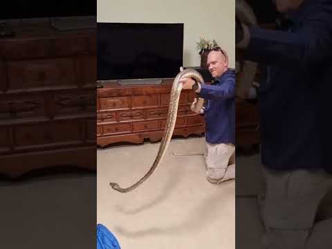 Python Relocated After Removal From Living Room