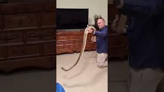 Famous Python Relocated After Removal From Living Room Wealth