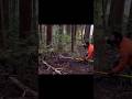 【膝付鼻括り】膝を落とし、イノシシの突進で鼻括り成功。【狩猟】　#wildboar #くくり罠 #イノシシ