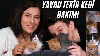 YAVRU TEKİR KEDİ BAKIMI NASIL YAPILMALI? by Sanac Yortu 9,537 views 2 years ago 10 minutes, 11 seconds