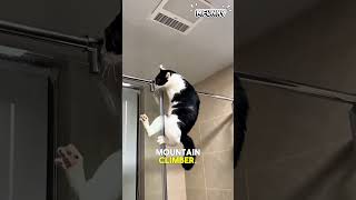 This cat saw a spider on the ceiling and immediately applied for a job as a mountain climber #shorts