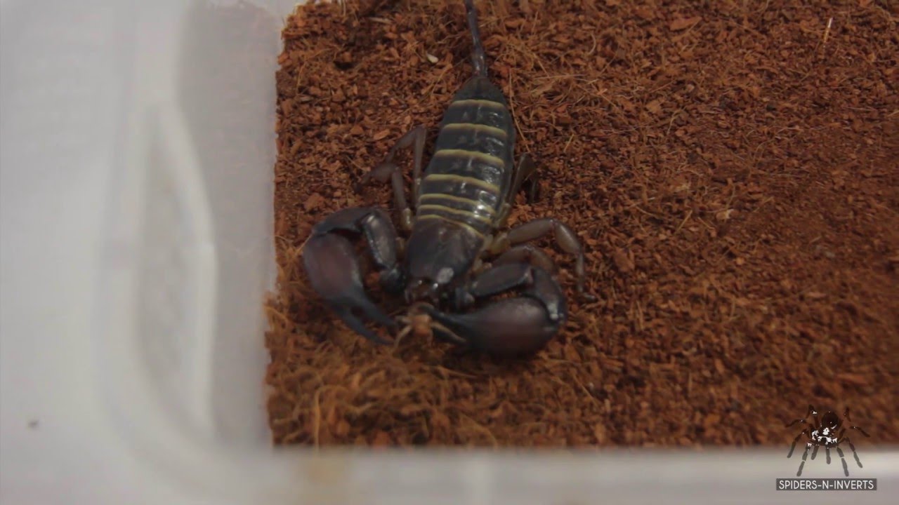 Scorpion Feeding: Hadogenes sp. (Flat Rock Scorpion): Spiders-N-Inverts #19