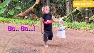 Monkey Kyo Brings Dad a Special Gift… He Never Saw This Coming!