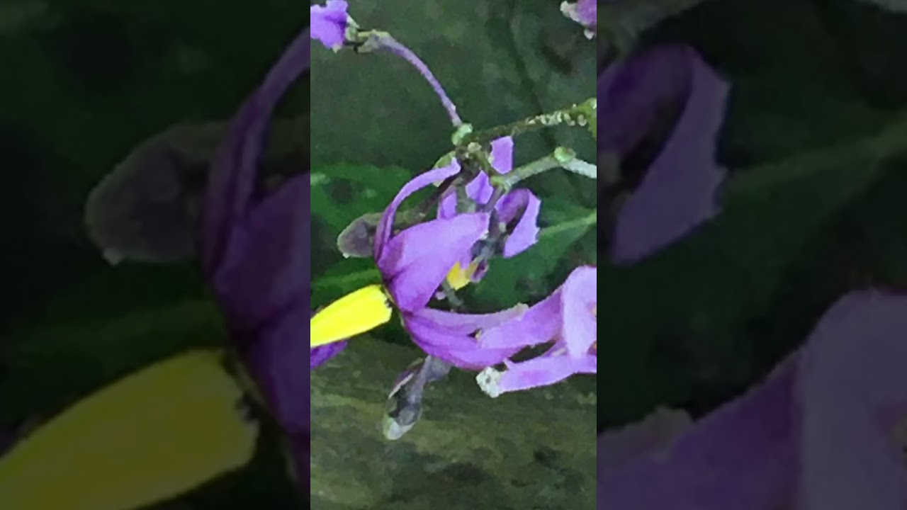 💀 Bittersweet Nightshade 💀 