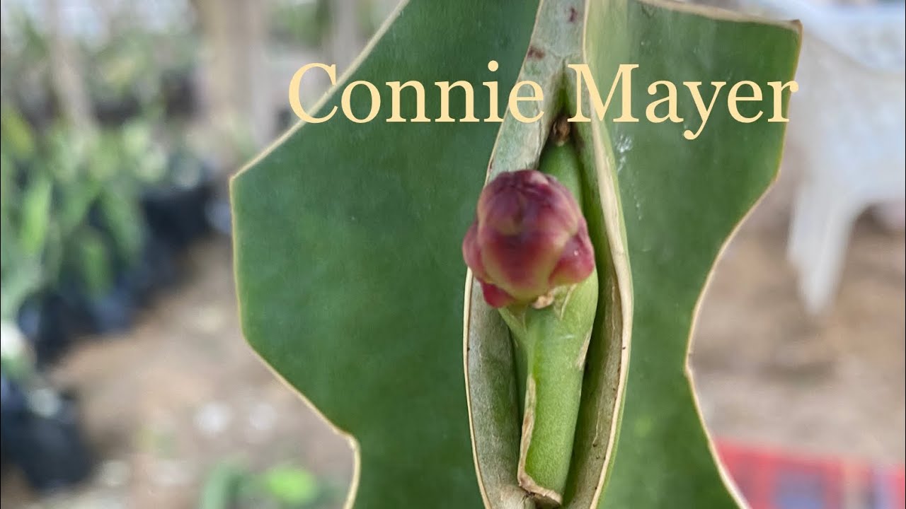 الحلقة رقم ٧٤ اسرار التطعيم لشتلات الدراجون فروت 01001603055