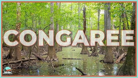 Congaree National Park: The Tallest Forest You