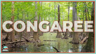 Congaree National Park The Tallest Forest Youve Never Heard Of