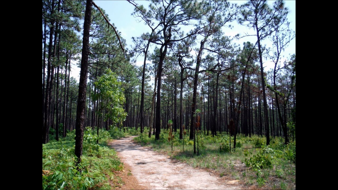 Land of the Pines: Weymouth Woods-Sandhills Nature Preserve