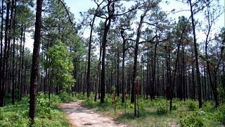 Land of the Pines: Weymouth Woods-Sandhills Nature Preserve