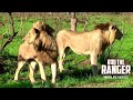 Othawa Male Lions | Sons Of The Mapogo Lions | My Final Sighting | Archive Footage