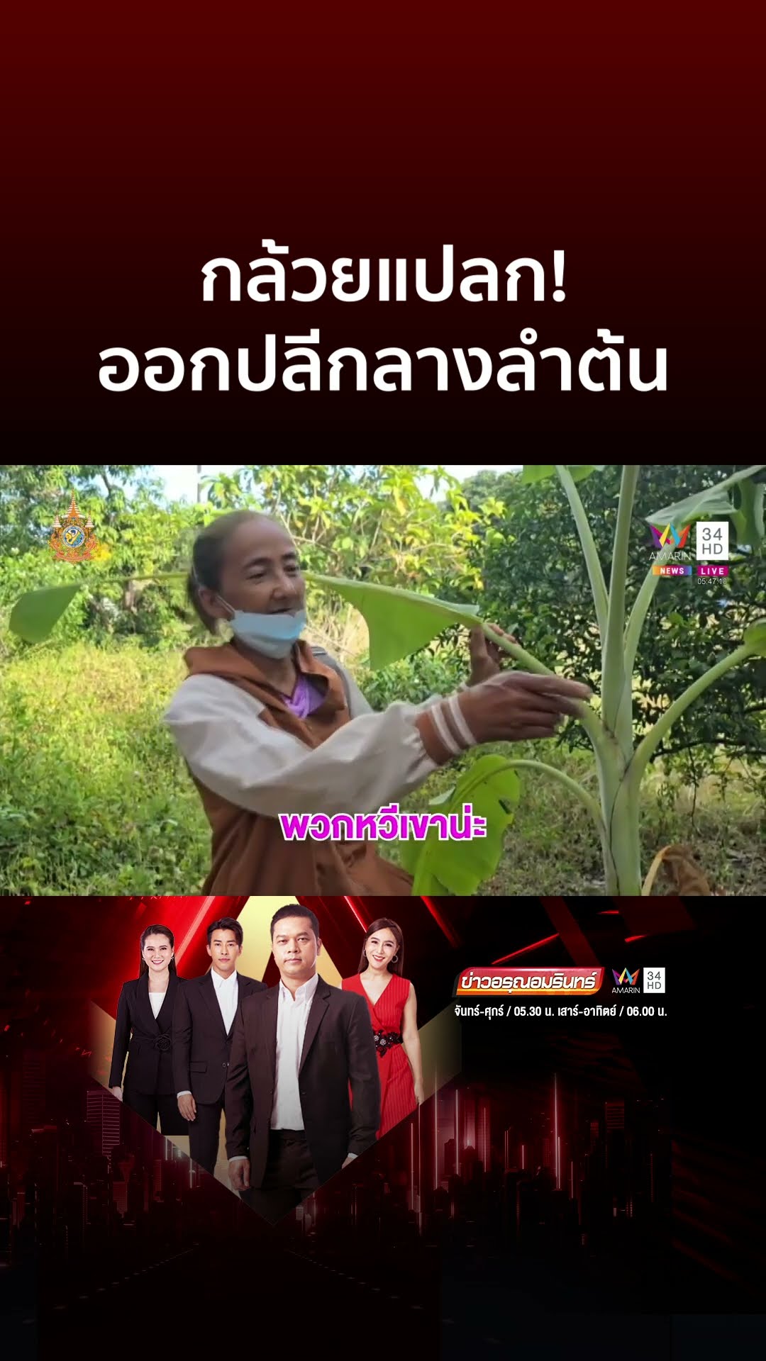 กล้วยแปลก! ออกปลีกลางลำต้น | ข่าวอรุณอมรินทร์