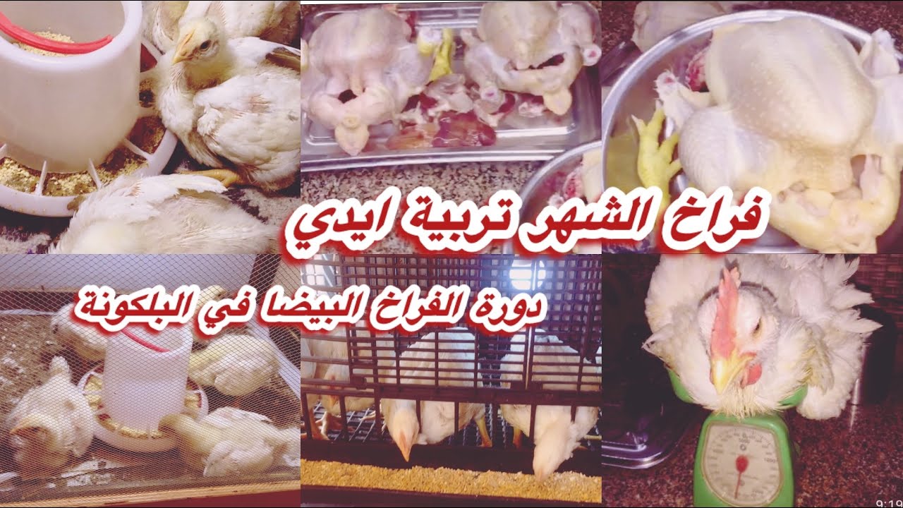 خليكي ست منتجة ومدبرة👌💯 فراخ الشهر تربية أيدي دورة فراخ التسمين كاملة