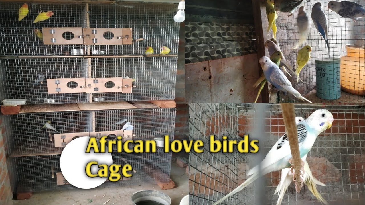New cage for african love birds Tamil YouTube