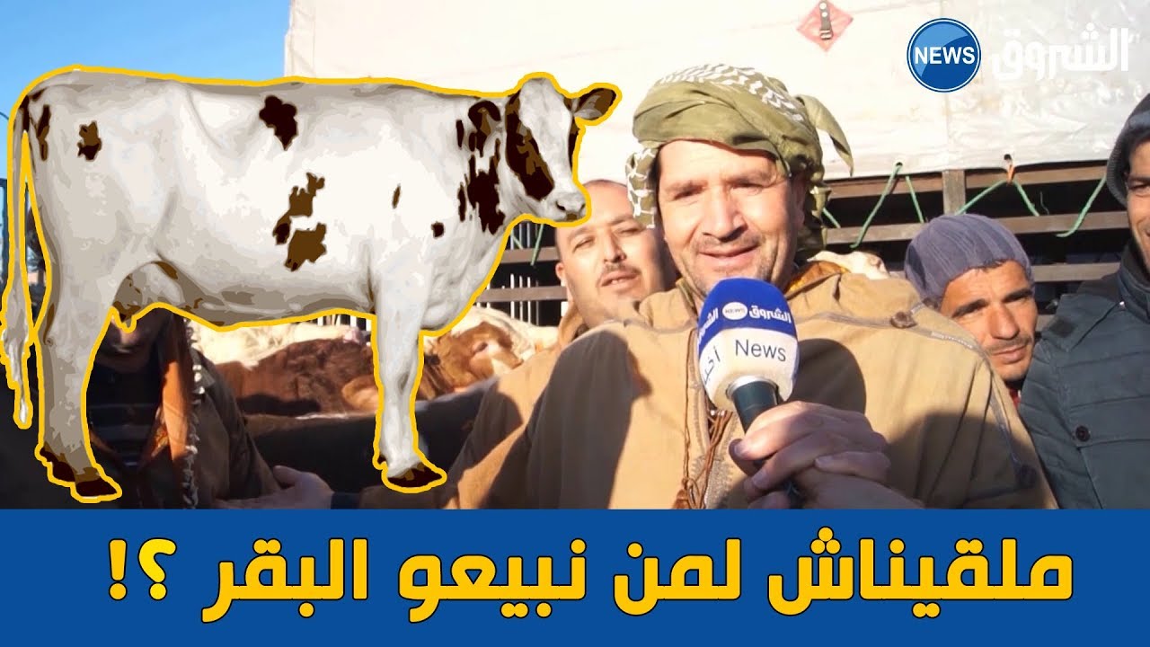موالو الطارف يعلنون استعدادهم لتمويل السوق بـ 10 آلاف رأس من البقر