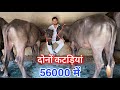 8053533737 📱 Murrah Heifer in Very Reasonable Price || For Sale in Meham