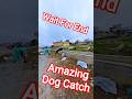 World Is Faster Dog #dog #dogwithpublicsafety #ytviral #shorts #pets