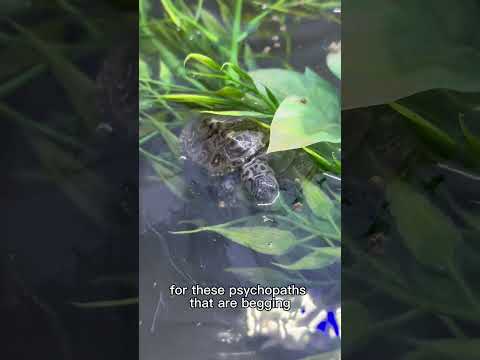 Videó: Ehetnek-e a teknősök spurgot?