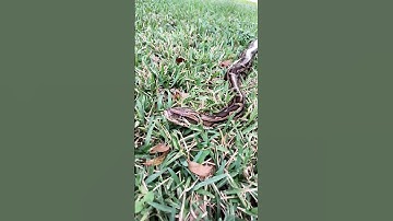 Outside with Nibbles. BURMESE Python.