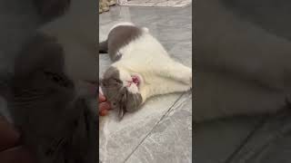 Cats  youtubeshorts cst