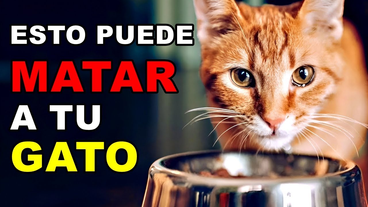 Si tu gato NUNCA SALE de casa, no hagas ESTO (¡Científicos advierten!)