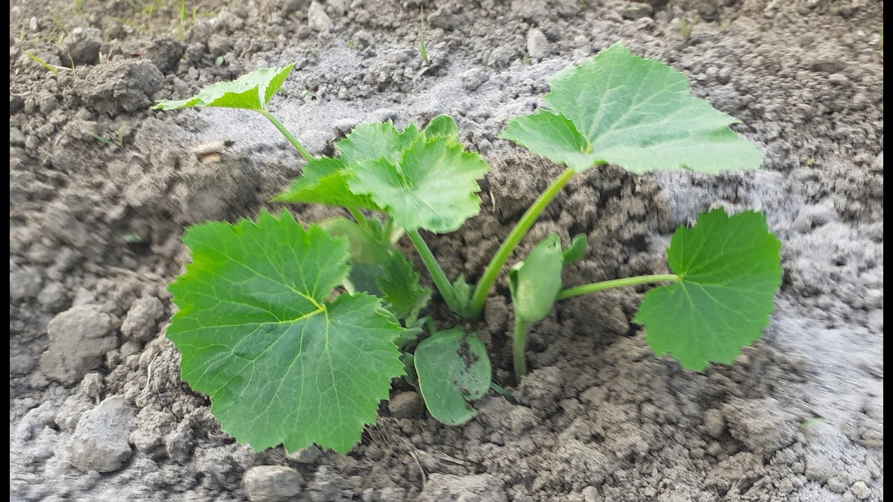 KADA I UZ KOJE POVRĆE SIJATI/SADITI TIKVICE