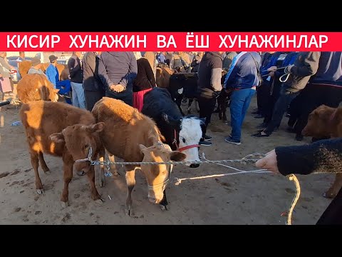 КИСИР ХУНАЖИН ВА ЁШ ХУНАЖИНЛАР АНИК НАРХЛАРИ ХОРАЗМ ХАЗОРАСП МОЛ БОЗОРИ 20 АПРЕЛЬ 2025-ЙИЛ