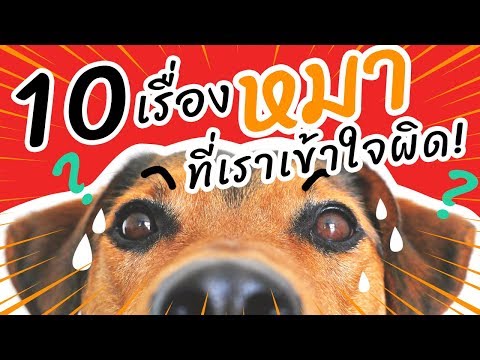 วีดีโอ: การสัมภาษณ์ความน่ารักแฟรงก์ Funny Frenchie