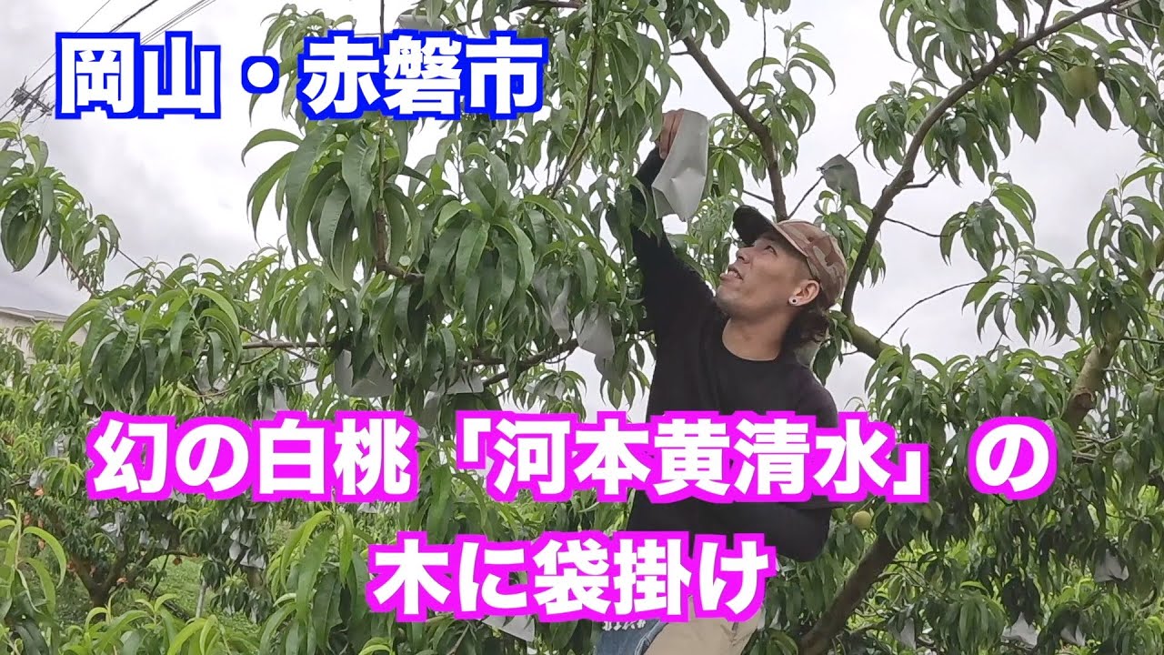 幻の白桃「河本黄清水」 の袋掛け。岡山・赤磐市山陽町（制作 宮﨑 賢
