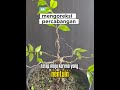 mengoreksi percabangan #bonsai #bonsaiantingputri #belajarbonsai #tanamahias #semuaorang