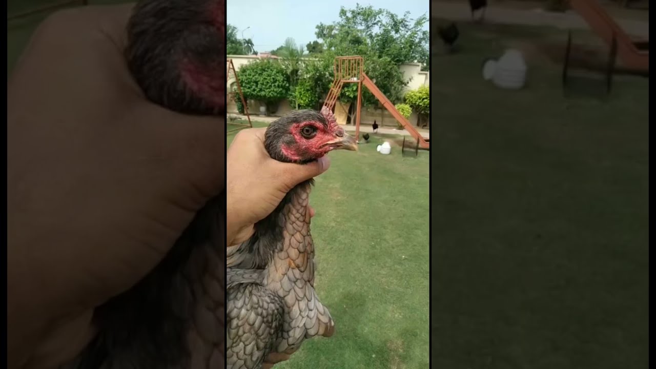 Thai Hen Neck Locker Breed 