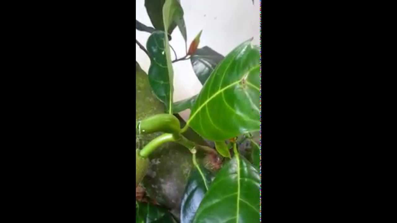 Superior Male And Female Fruit Trees Part - 14: Male Vs Female Flower Of Jack Fruit Tree