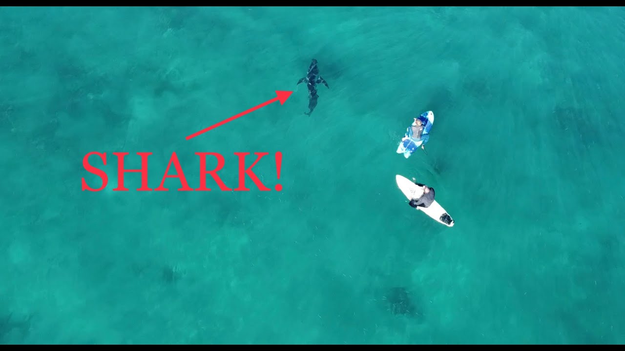 Surfers Have Close Call With Juvenile White Shark 4k Drone Footage surfers-have-close-call-with-juvenile-white-shark-4k-drone-footage