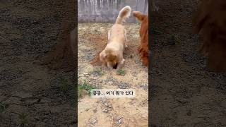 땅파기 국가대표 훈련 영상 ㅋㅋ #댕댕이일상 #땅파기강아지 #코골이강아지 #개웃김 #굴착기댕댕이 #강아지쇼츠 #반려견하루 #강아지습성