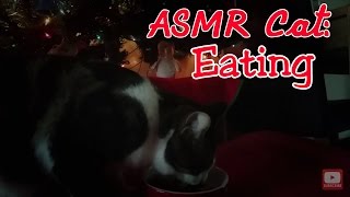 ASMR Cat: Eating under the Christmas Tree (mouth sounds, wet, soft food, purring) (no talking) by ASMR Cat Sounds 716 views 7 years ago 8 minutes, 13 seconds