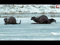 В объективе натуралиста. Выдра. 05.02.2018