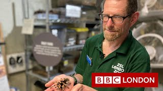 Arachnophobia: Could you combat a fear of spiders? - BBC London