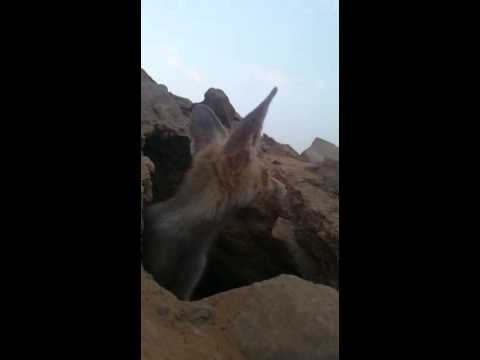 ابو الحصيني بيسرق الجوال