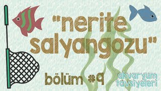 Zet Akvaryum Tavsiyeleri - Bölüm Nerite Salyangozu