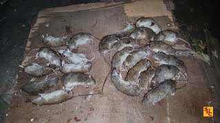 video thumbnail for: Pest Control with Air Rifles - Rat Shooting - ATN Spotter First Outing