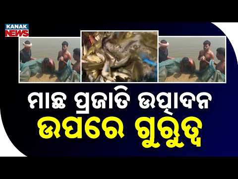 Reporter Live: Rohu Fish Research | CRISPR Gene Study Finds Key To Disease Resistance