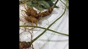 3 củ sâm rừng già ngon 3lạng 5 mời các bác siêu tầm 0377965679 e Nguyệt