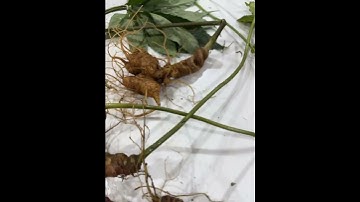 3 củ sâm rừng già ngon 3lạng 5 mời các bác siêu tầm 0377965679 e Nguyệt