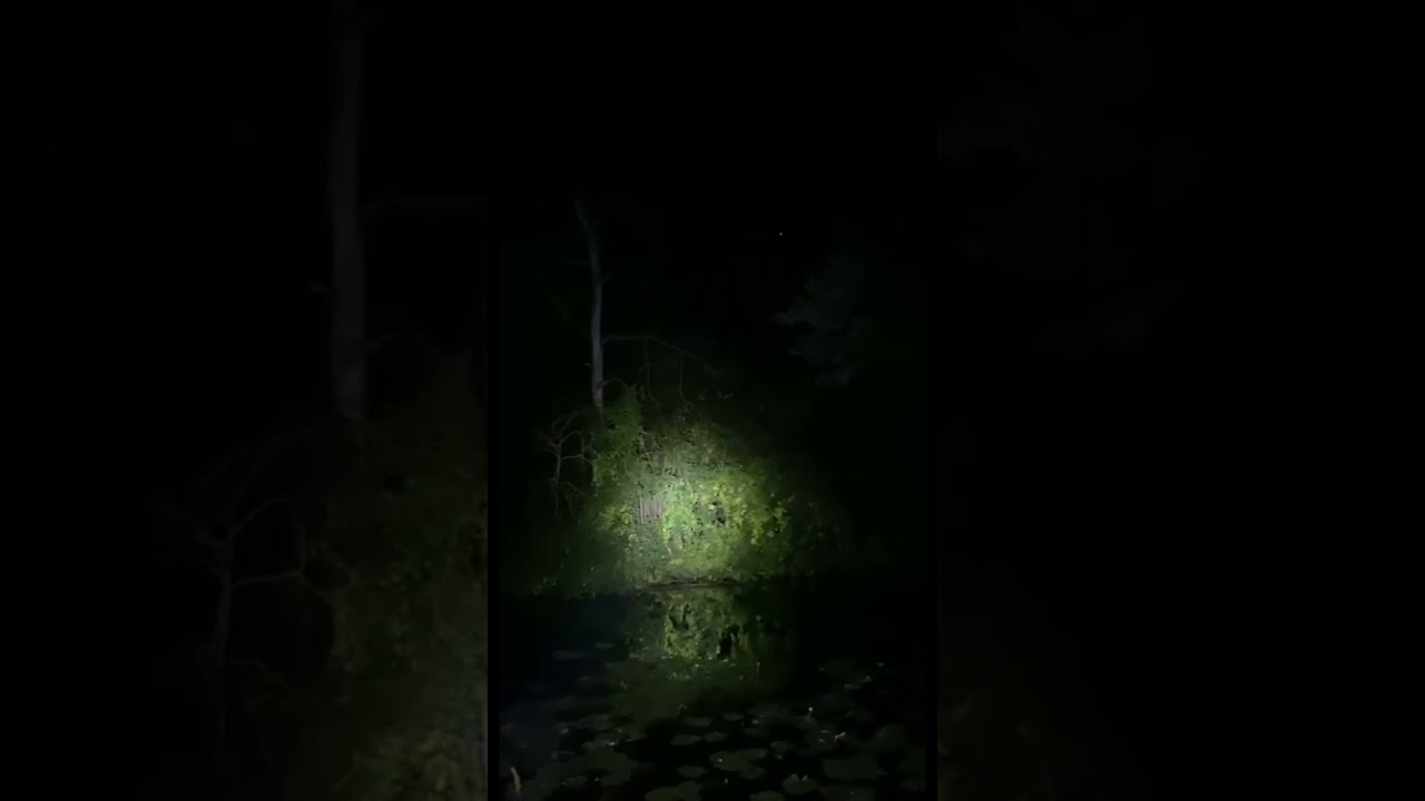 Michigan Barred Owls Calling SOUND ON