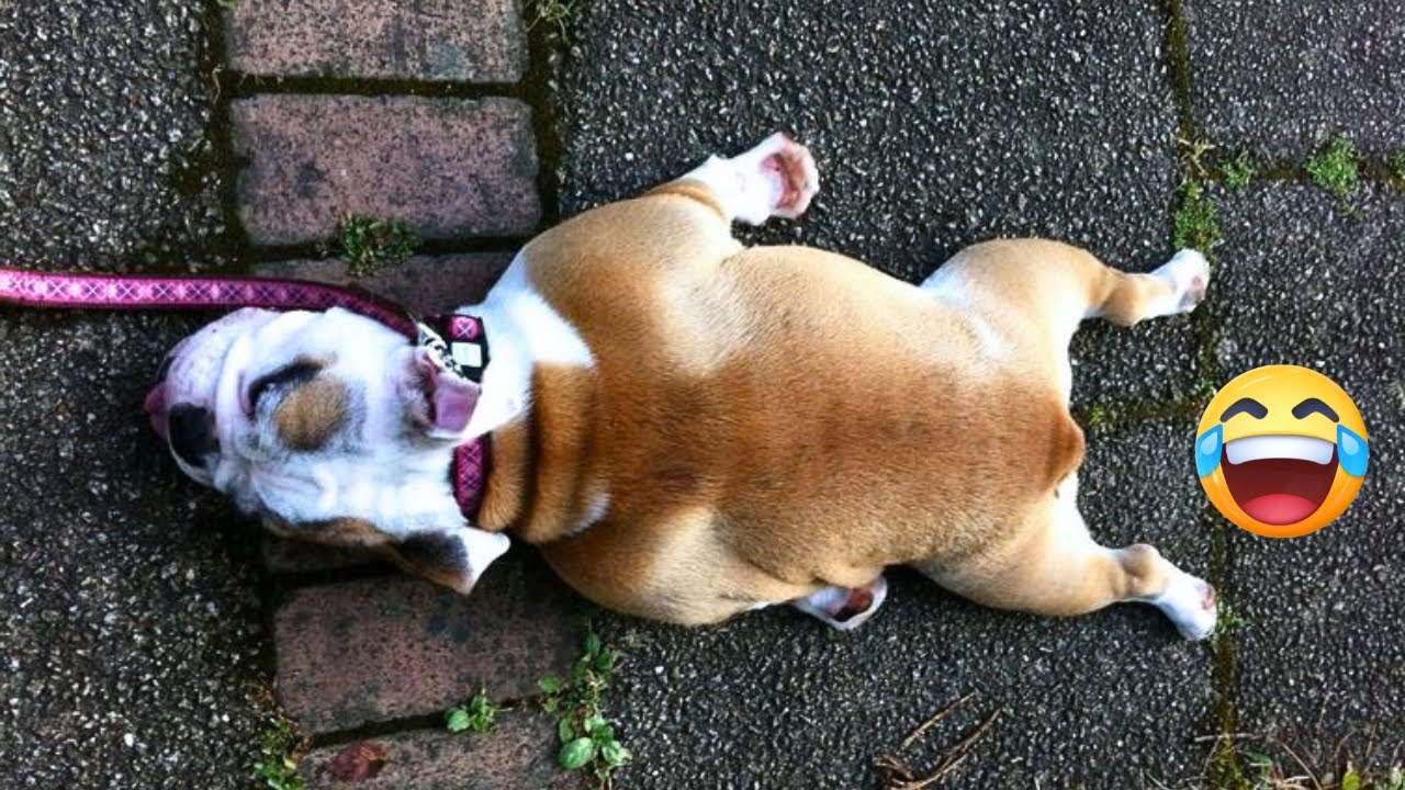 The Funniest Dogs and Cats of All Time—Prepare to Laugh Until You Cry ...