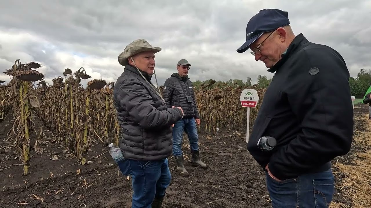 🌻 День поля з Pioneer! 🎉 Обираємо найкращі гібриди соняшника!