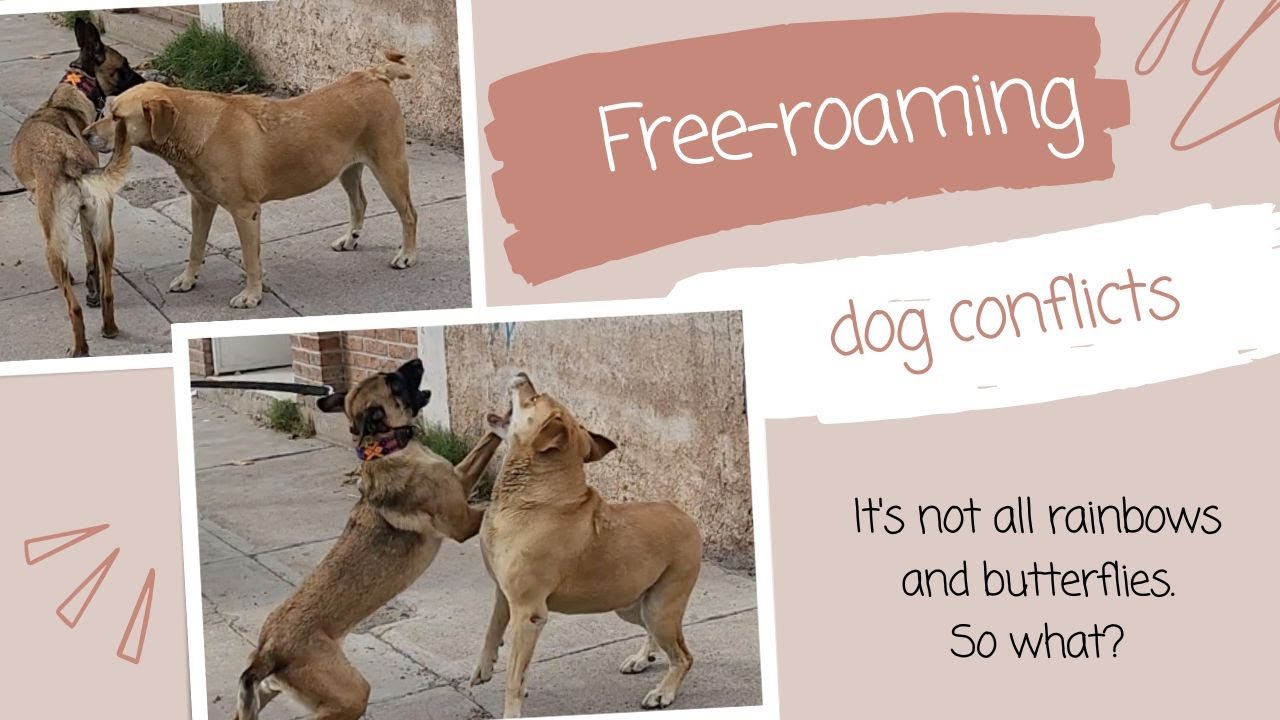 Dog/dog conflicts in the free-roaming world: it's not all rainbows and ...