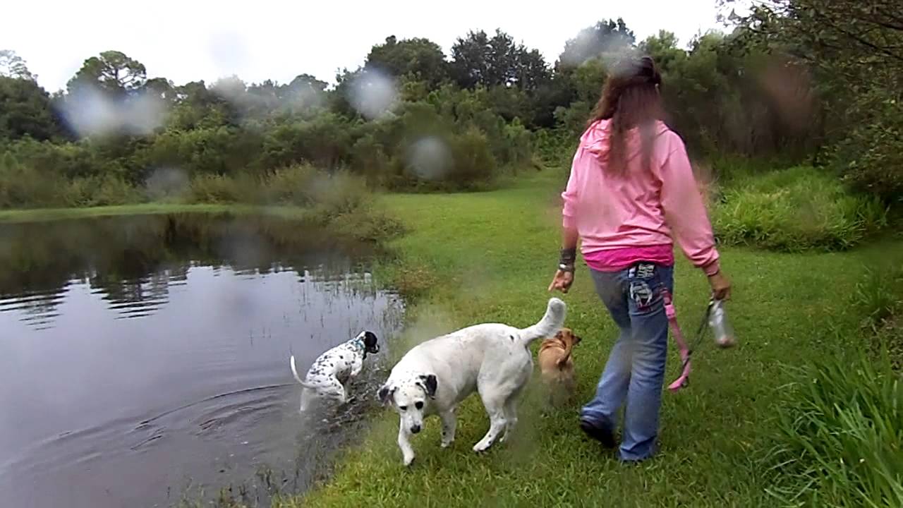 Dog Training in REAL TIME