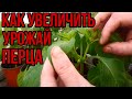 Как повысить урожай на перце? + профилактическая обработка рассады!