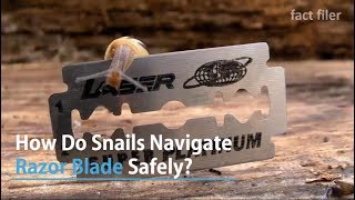 How Do Snails Navigate Razor Blades Safely?