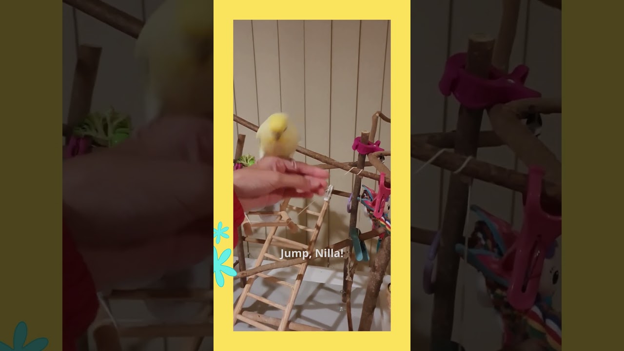 Jump, Nilla! - Nilla the budgie